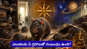 ఇంట్లో ఎలుకలు ఒక్కసారిగా పెరిగాయా? వాస్తు ప్రకారం భారీ ధననష్టం..