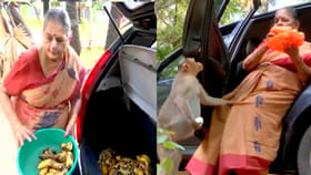 వందలాది కోతుల ఆకలి తీరుస్తున్న 76 ఏళ్ల వృద్దురాలు!