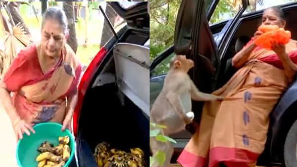 మనసును కదిలించే బంధం: 400 కోతులకు అమ్మగా మారిన 76 ఏళ్ల మాజీ పోలీస్ ఆఫీసర్!