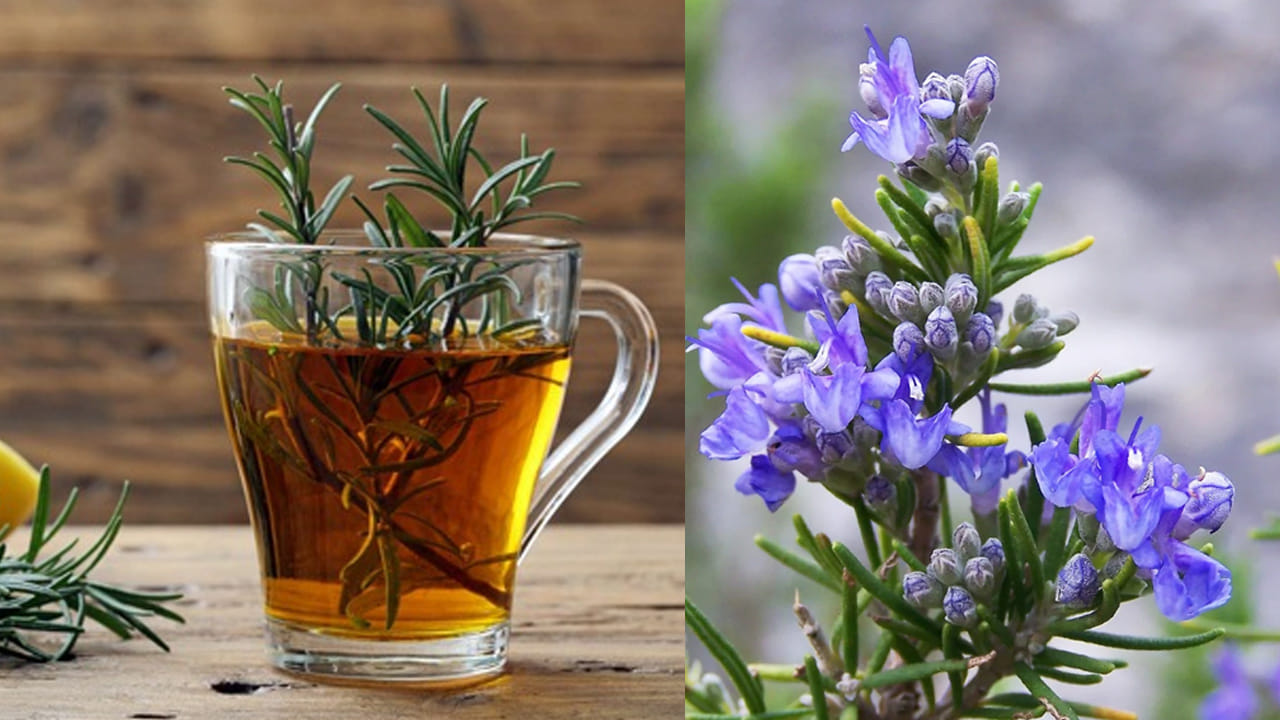 రోగనిరోధక శక్తి పెరుగుదల (Enhances Immunity): ఈ పువ్వులలో ఉండే కార్నోసిక్ యాసిడ్, రోస్మరినిక్ యాసిడ్ వంటి శక్తివంతమైన యాంటీఆక్సిడెంట్లు శరీరంలో ఫ్రీ రాడికల్స్ తో పోరాడుతాయి. ఇది శరీర అంతర్గత అవయవాలను ఇన్‌ఫెక్షన్ల నుండి కాపాడి, రోగనిరోధక శక్తిని (Immunity) బలపరుస్తుంది. రోజ్‌మేరీ పువ్వులను ఎండబెట్టి పొడి రూపంలో లేదా టీ రూపంలో తీసుకోవచ్చు. అయితే, గర్భిణీ స్త్రీలు లేదా ఇతర దీర్ఘకాలిక ఆరోగ్య సమస్యలతో మందులు వాడుతున్న వారు వైద్యుల సలహా తీసుకున్న తర్వాతే దీనిని ఉపయోగించడం మంచిది. 