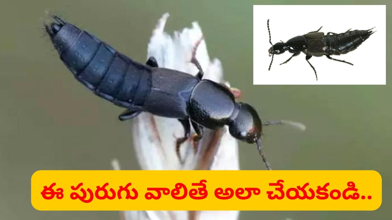 Andhra: బాబోయ్ యాసిడ్ పురుగులు.. మంటతోపాటు దురద.. ఒంటిపై వాలితే అలా అస్సలు చేయకండి..