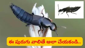 యాసిడ్ పురుగుల భయం.. చేతులతో నలిపితే మంట, దురద..