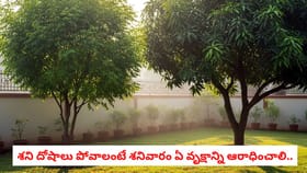 శని దోషాలు పోవాలంటే శనివారం ఏ వృక్షాన్ని ఆరాధించాలి..