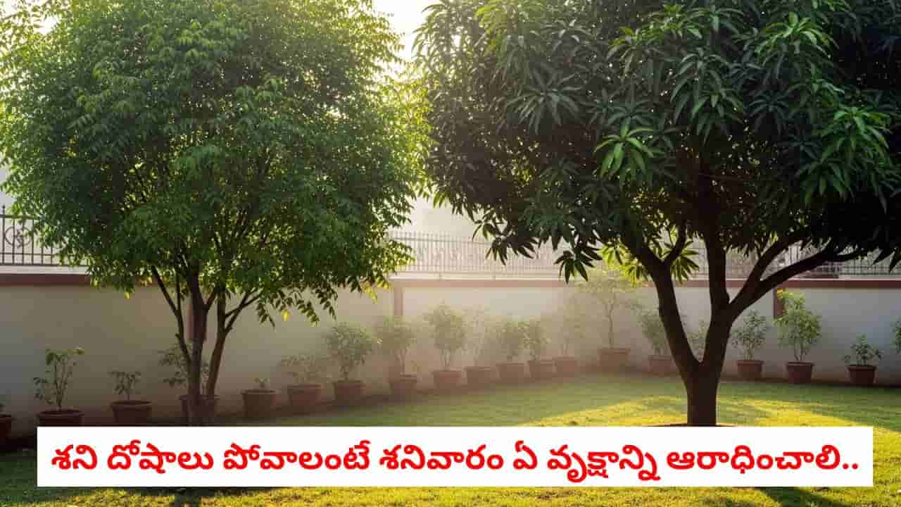 Vakshadhana: వారంలో ఏ రోజున ఏ చెట్టును పూజించాలి.. లక్ష్మీదేవి, పరమశివుని అనుగ్రహం కోసం చేయాల్సిన పనులు ఇవే!