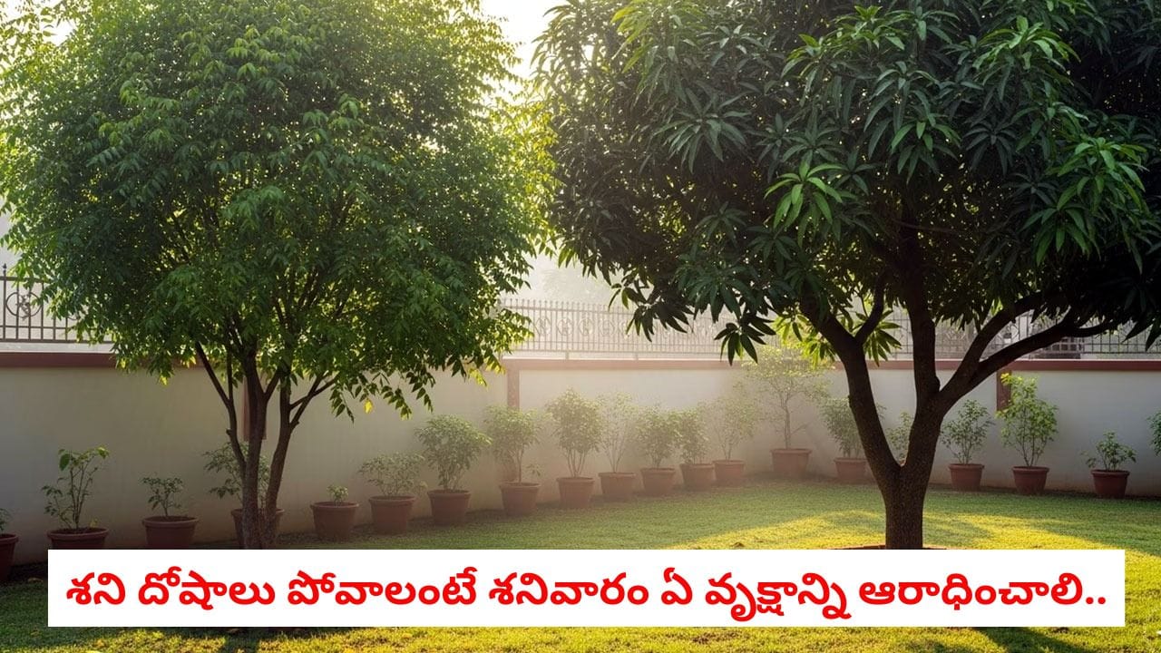 Vakshadhana: వారంలో ఏ రోజున ఏ చెట్టును పూజించాలి.. లక్ష్మీదేవి, పరమశివుని అనుగ్రహం కోసం చేయాల్సిన పనులు ఇవే!