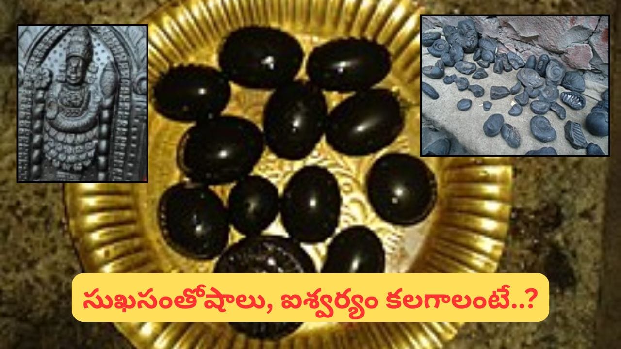 Salagrama Puja: సాలగ్రామాన్ని ఇంట్లో ఎందుకు ఉంచుకోరంటే? శాస్త్రాలు చెప్పిన అసలు కారణం ఇదే!