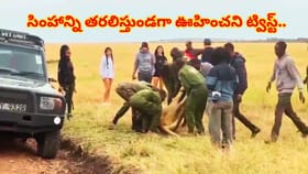 సింహంతో గేమ్సా.. మత్తులో ఉందని తరలిస్తుండగా ఊహించని ట్విస్ట్..