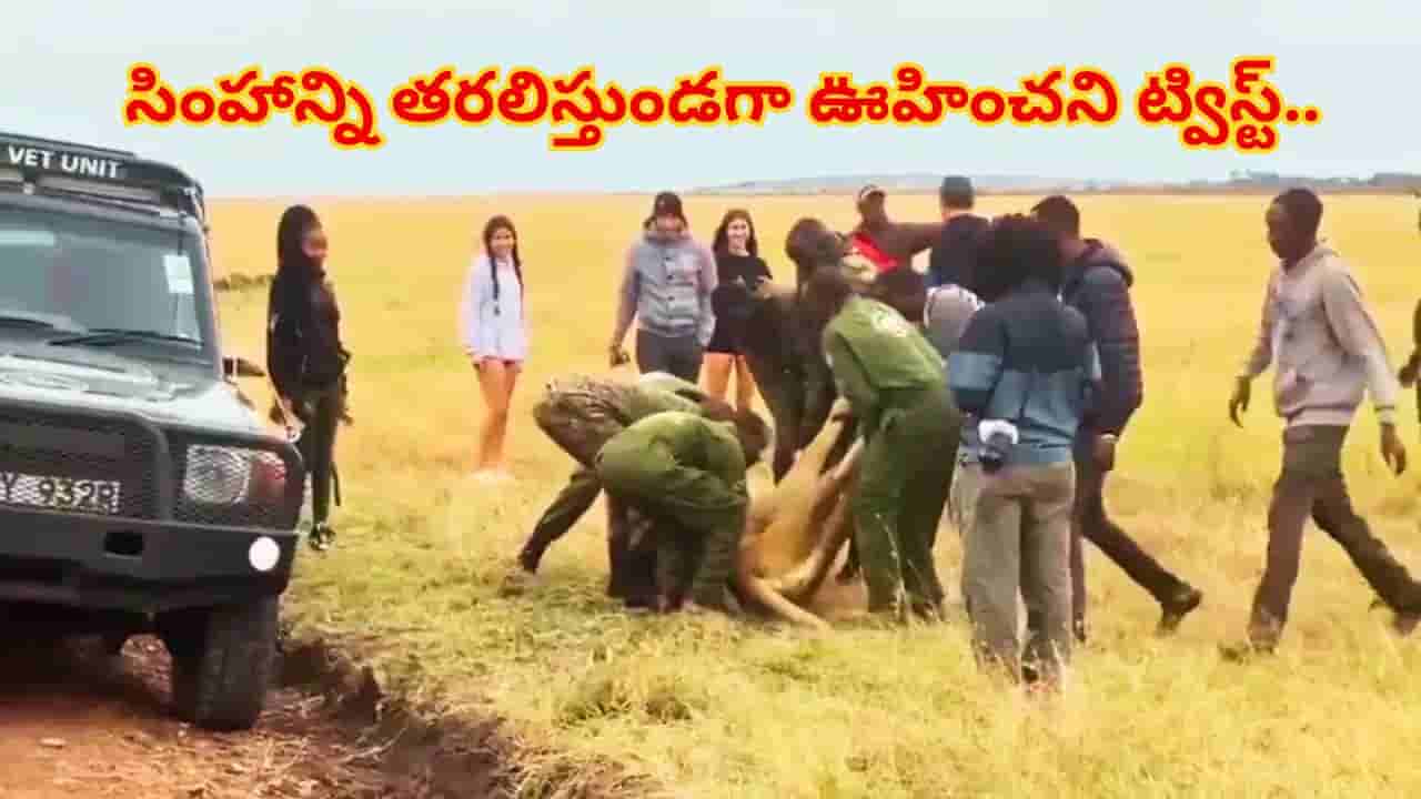 సింహంతో గేమ్సా.. మత్తులో ఉందని తరలిస్తుండగా ఊహించని ట్విస్ట్..! ఇంకేముంది