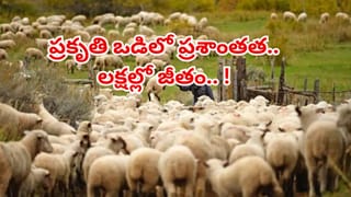 Crocodile Viral Video: మొసలి తుమ్మితే ఎట్టా ఉంటదో తెలుసా..? ఈ వీడియో చూస్తే..