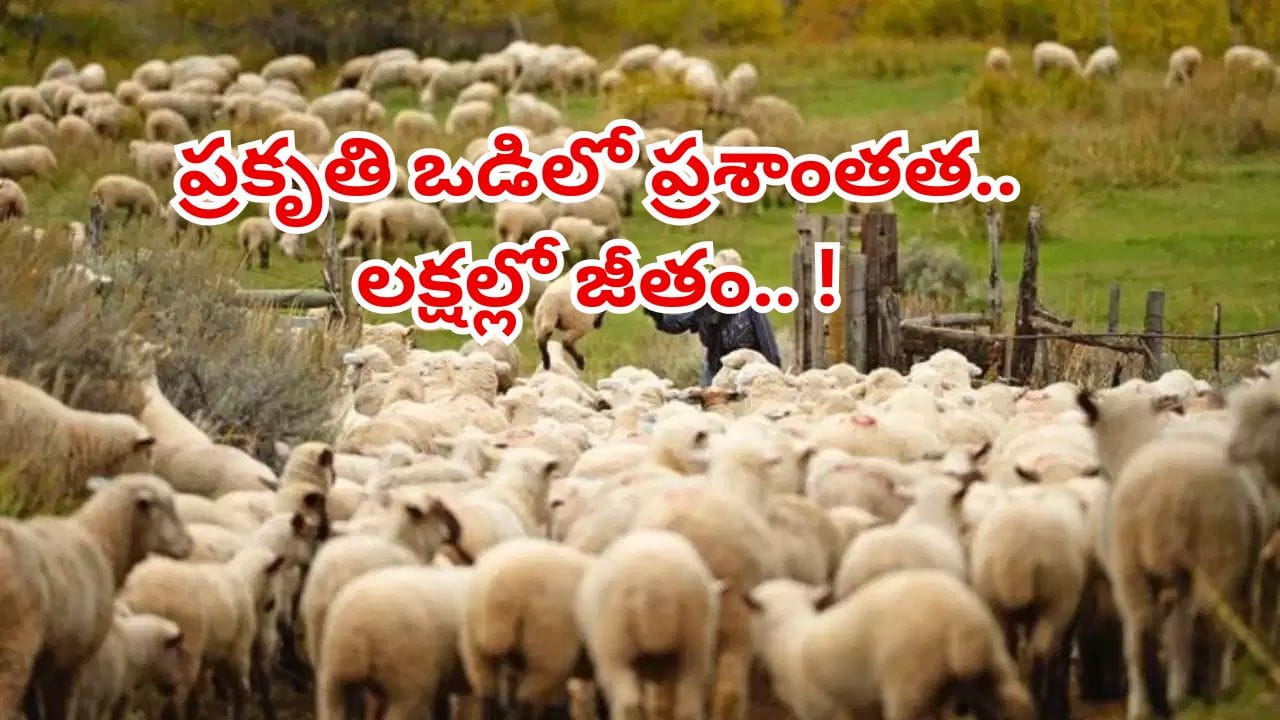 వార్నీ ఇదెక్కడి విడ్డూరం.. గొర్రెల కాపరులు కావాలంటూ నోటిఫికేషన్.. 700కు పైగా దరఖాస్తులు!
