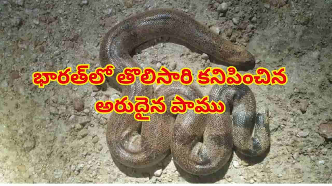భారత్లో తొలిసారి కనిపించిన అరుదైన పాము.. 35 ఏళ్ల తర్వాత సరికొత్త రికార్డు!