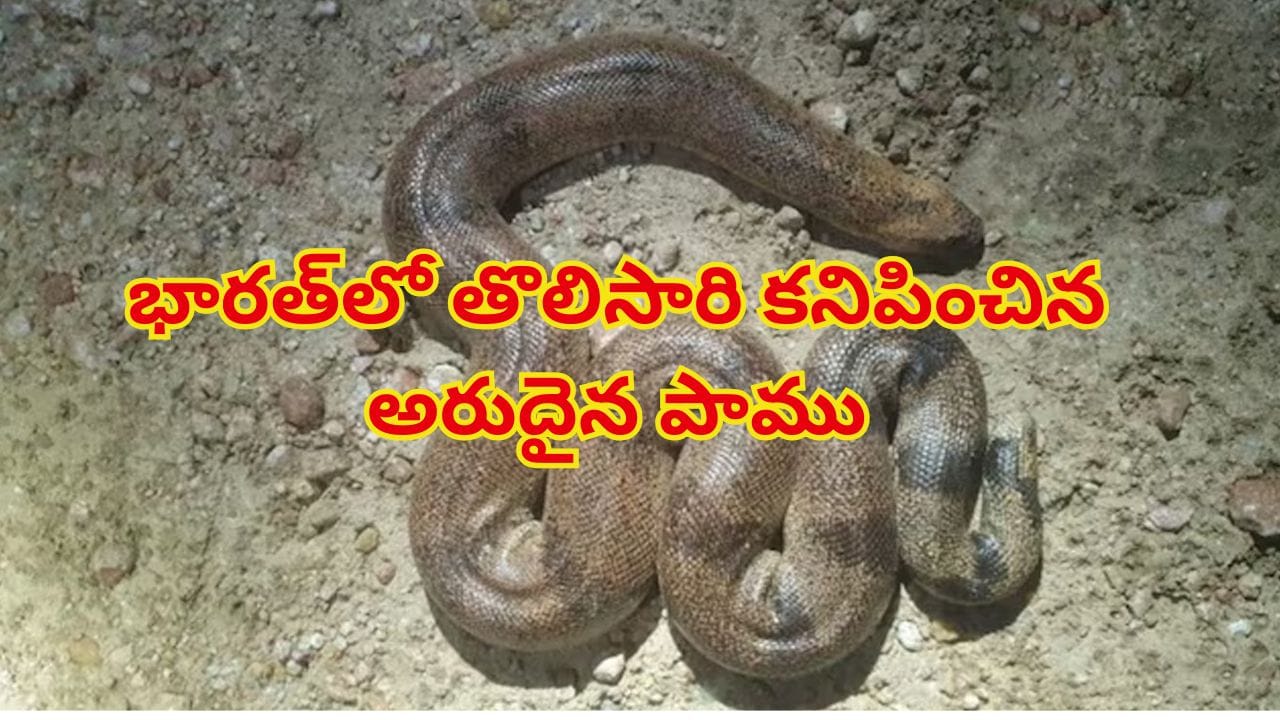 భారత్లో తొలిసారి కనిపించిన అరుదైన పాము.. 35 ఏళ్ల తర్వాత సరికొత్త రికార్డు!