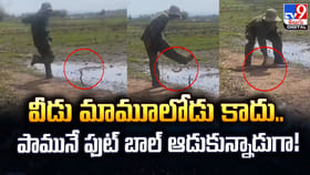 వీడు మామూలోడు కాదు.. పామునే ఫుట్ బాల్‌ ఆడుకున్నాడుగా!