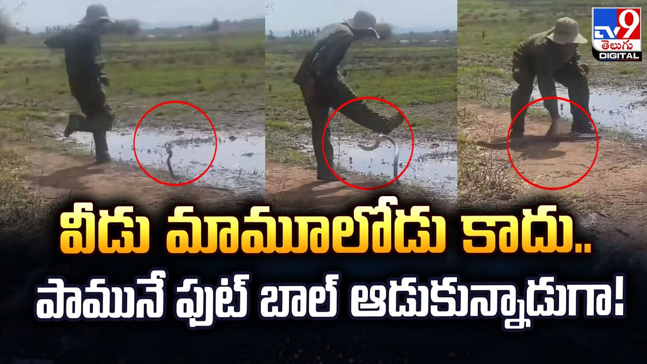 వీడు మామూలోడు కాదు.. పామునే ఫుట్ బాల్ ఆడుకున్నాడుగా! వీడు మామూలోడు కాదు.. పామునే ఫుట్ బాల్ ఆడుకున్నాడుగా!
