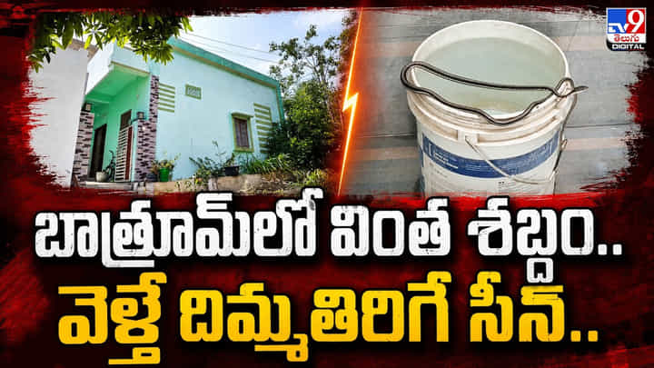 బాత్రూమ్లో వింత శబ్దం.. వెళ్తే దిమ్మతిరిగే సీన్.. బాత్రూమ్లో వింత శబ్దం.. వెళ్తే దిమ్మతిరిగే సీన్..