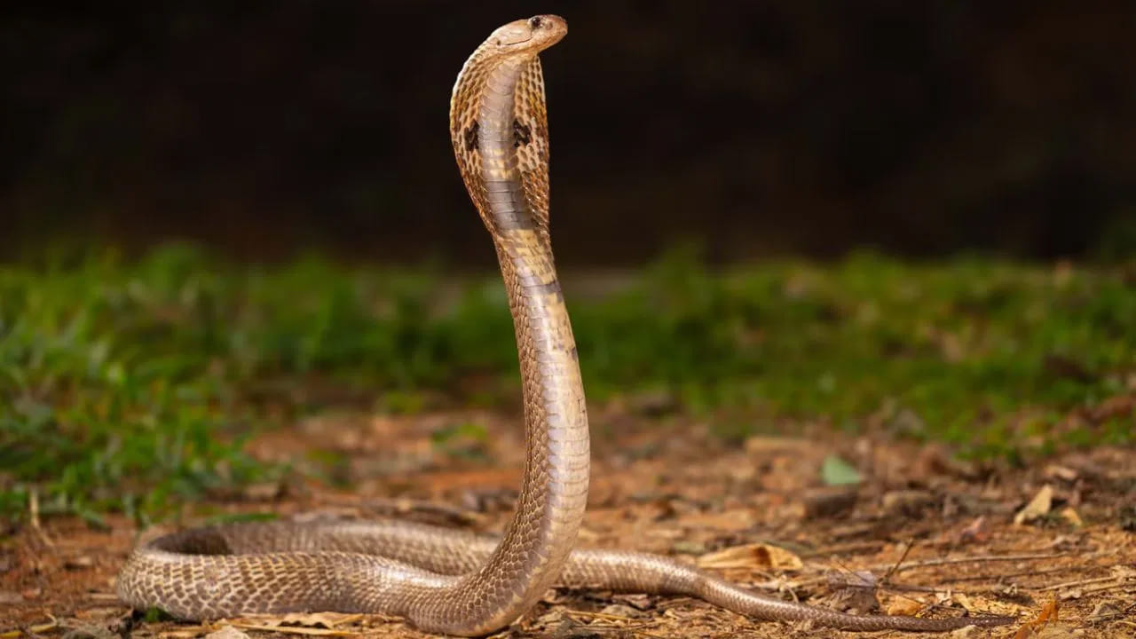 Snake 3