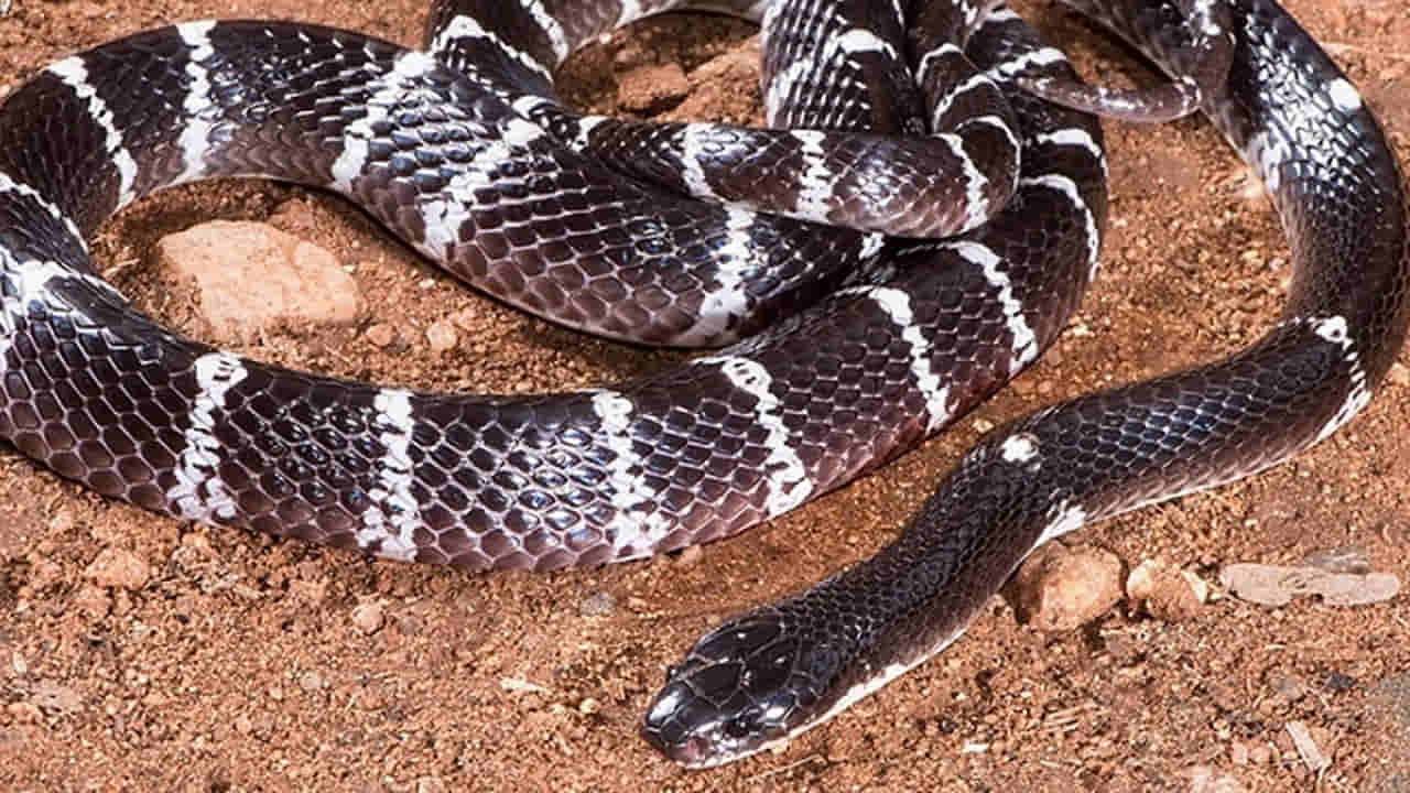 వేగంగా వెళ్తున్న ఆటోలో ఒక్కసారిగా ప్రత్యక్షమైన పాము.. ఆ తర్వాత