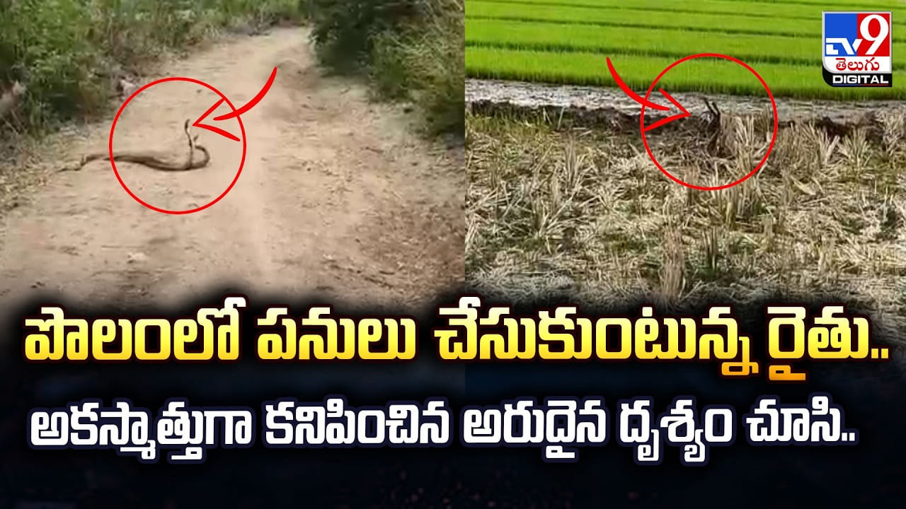 పొలంలో పనులు చేసుకుంటున్న రైతు.. అకస్మాత్తుగా కనిపించిన అరుదైన దృశ్యం చూసి..