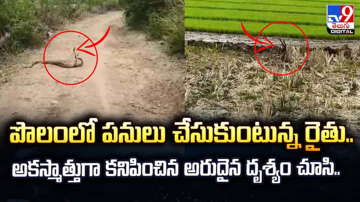 పొలంలో పనులు చేసుకుంటున్న రైతు.. అకస్మాత్తుగా కనిపించిన అరుదైన దృశ్యం చూసి.. పొలంలో పనులు చేసుకుంటున్న రైతు.. అకస్మాత్తుగా కనిపించిన అరుదైన దృశ్యం చూసి..