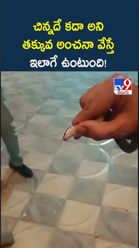 అయ్యో.. చిన్న పామే కదా అని ఆటలాడాడు.. చివరికి..