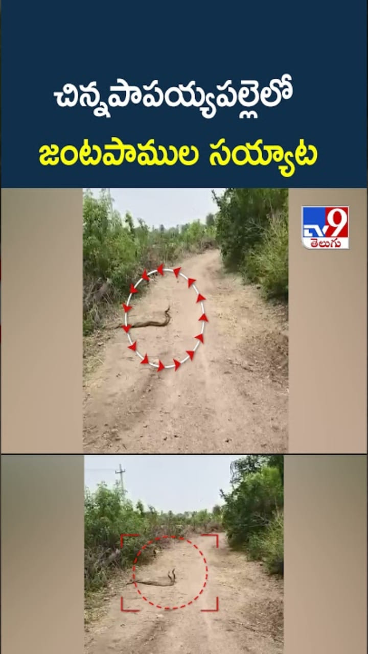 Snake Video: జంటపాముల సయ్యాట.. ఇదిగో వీడియో