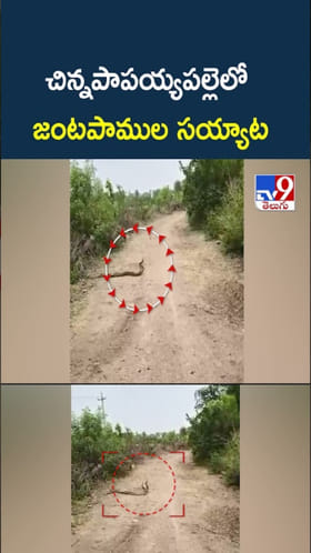 Snake Video: జంటపాముల సయ్యాట.. ఇదిగో వీడియో