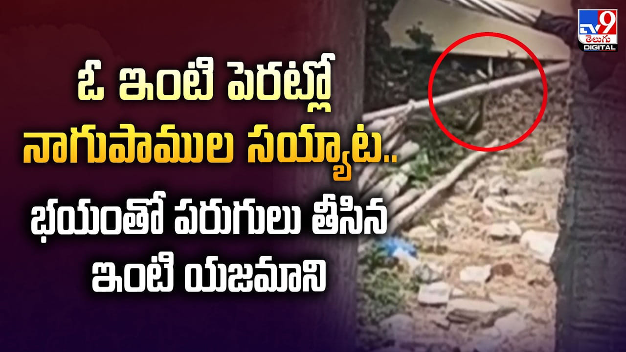 ఓ ఇంటి పెరట్లో నాగుపాముల సయ్యాట.. భయంతో పరుగులు తీసిన ఇంటి యజమాని