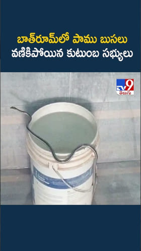 Snake Video: బాత్‌రూమ్‌లో పాము.. భయంతో వణికిపోయిన కుటుంబ సభ్యులు