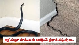 ఇళ్ల చుట్టూ పాములను ఆకర్షించే ప్రధాన వస్తువులు..