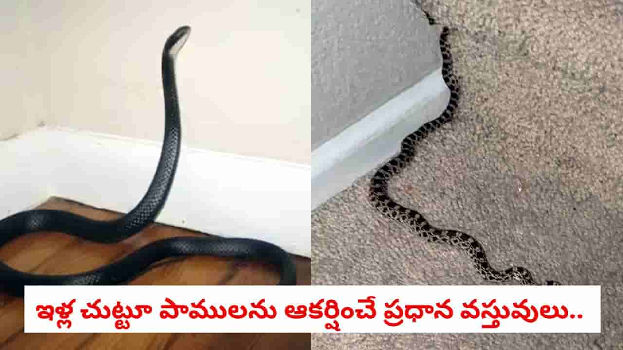 Monsoon Warning: వర్షాకాలంలో పాములు ఈ చెట్లు, పొదల్లోనే దాక్కుంటాయ్.. చెట్లను నరకకుండా తీసుకోవాల్సిన జాగ్రత్తలు ఇవే!