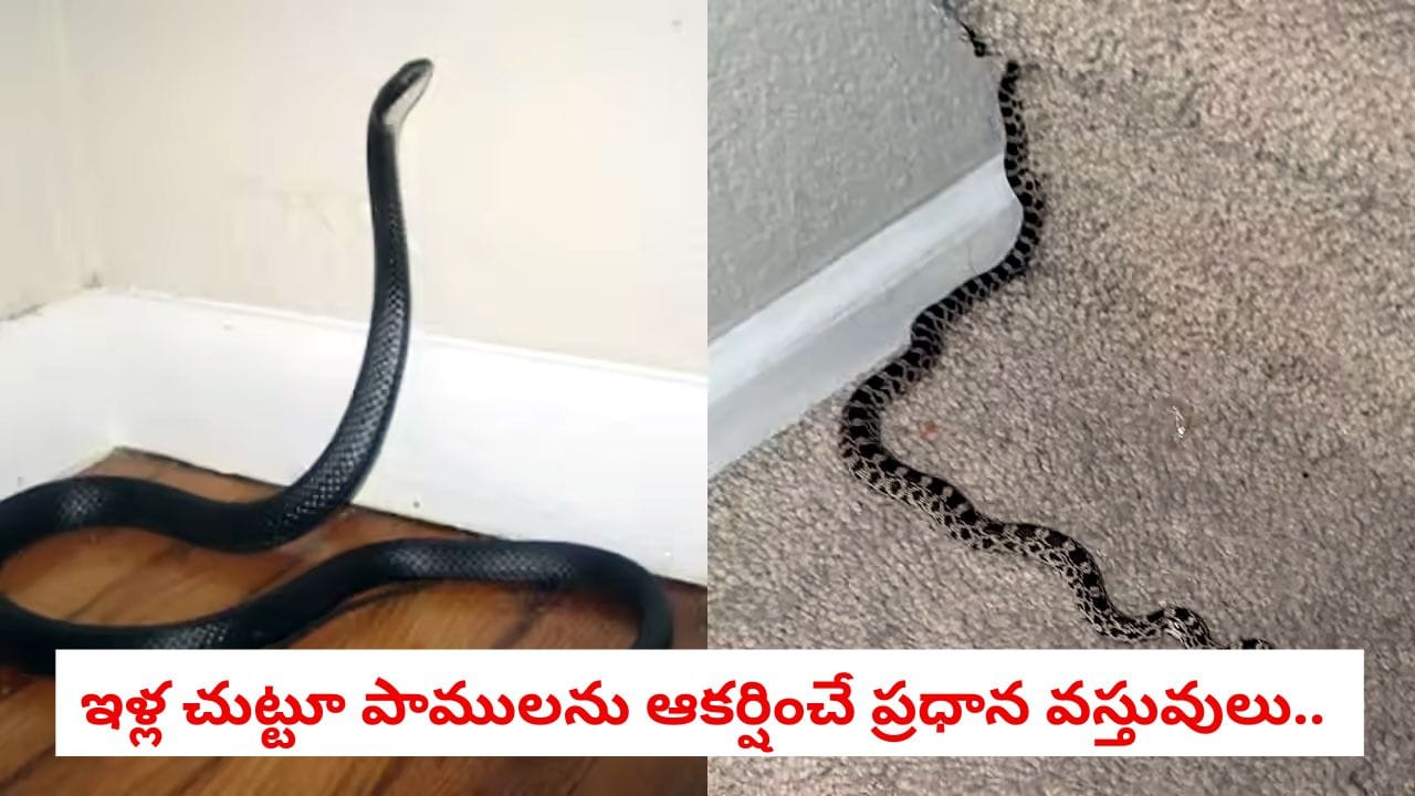 Monsoon Warning: వర్షాకాలంలో పాములు ఈ చెట్లు, పొదల్లోనే దాక్కుంటాయ్.. చెట్లను నరకకుండా తీసుకోవాల్సిన జాగ్రత్తలు ఇవే!