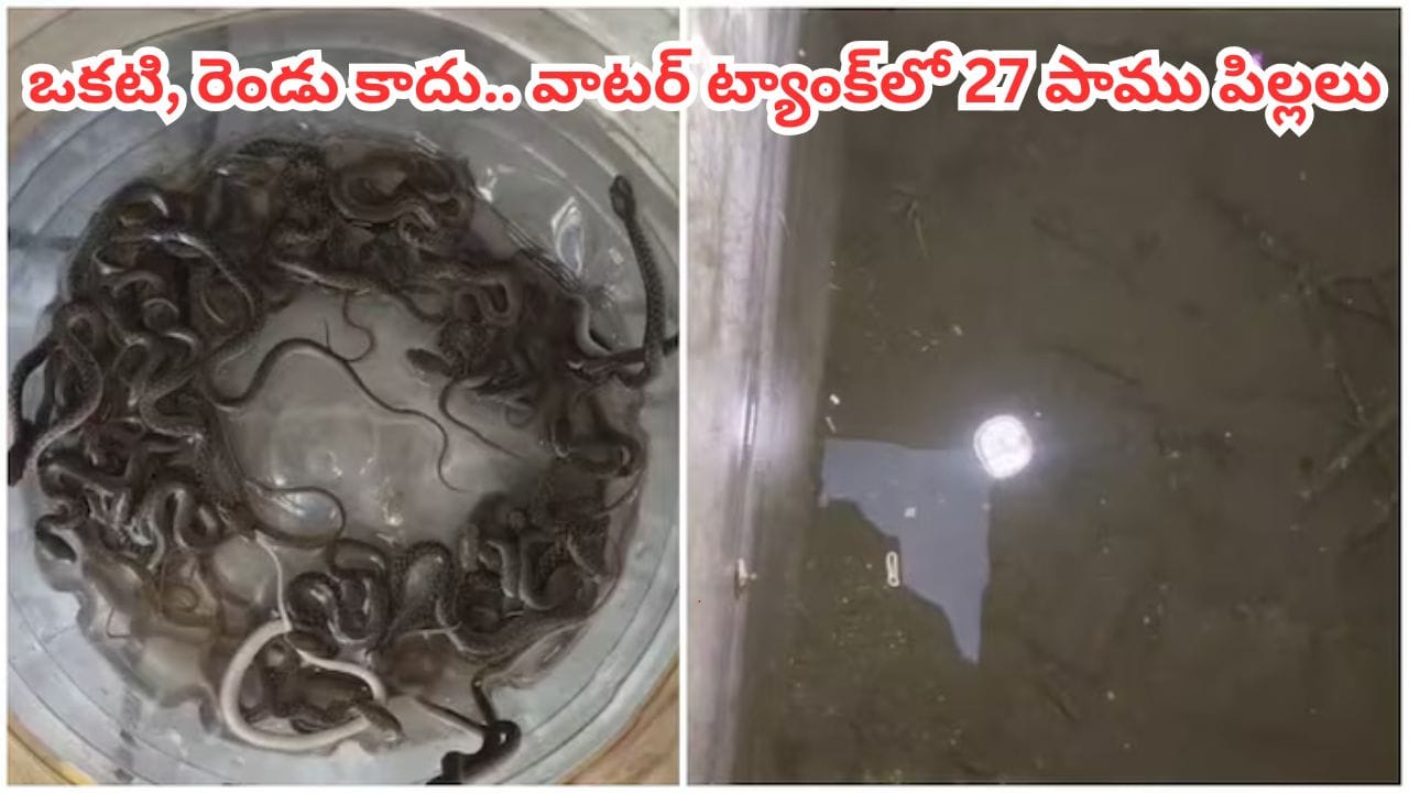 Viral Video: నీళ్లు రావడం లేదని వాటర్ ట్యాంక్ ఓపెన్ చేసిన ఓనర్.. కట్‌చేస్తే.. లోపల సీన్ చూసి గుండె గుభేల్..