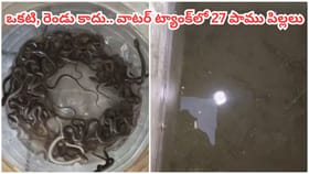 ఒకటి, రెండు కాదు.. వాటర్ ట్యాంక్‌లో ఏకంగా 27 పాము పిల్లలు