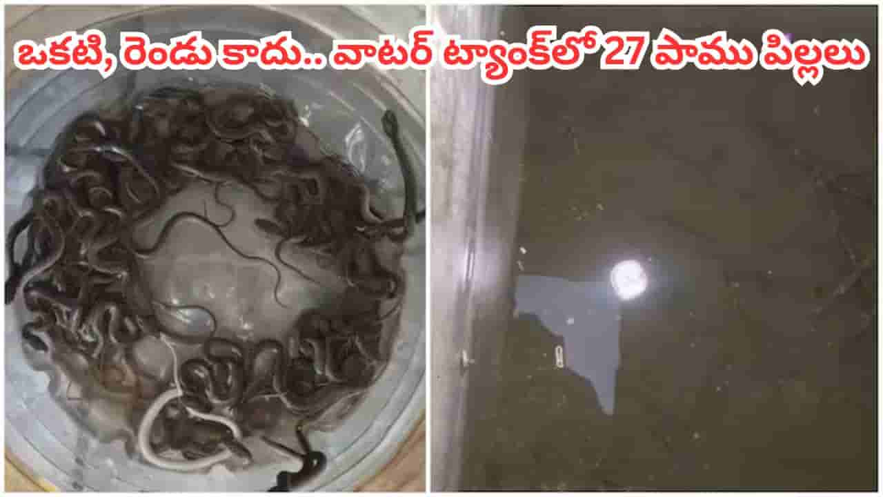 Viral Video: నీళ్లు రావడం లేదని వాటర్ ట్యాంక్ ఓపెన్ చేసిన ఓనర్.. కట్చేస్తే.. లోపల సీన్ చూసి గుండె గుభేల్..