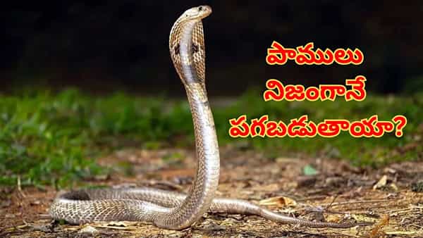 Snakes: పాములు నిజంగానే పగబడతాయా?.. మానవులను ఆశ్చర్య పరిచే ఈ సర్పాల సీక్రెట్స్