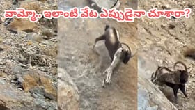 చిరుతపులి vs కొండ గొర్రె.. ఇలాంటి వేట అస్సలు చూసిండరు