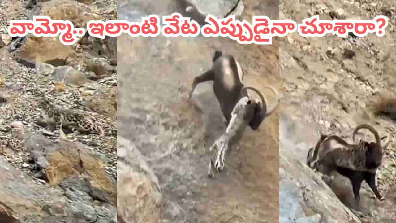 Video: చిరుతపులి vs కొండ గొర్రె.. ఇలాంటి వేట అస్సలు చూసిండరు.. వీడియోలో ఊహించని ట్విస్ట్..!