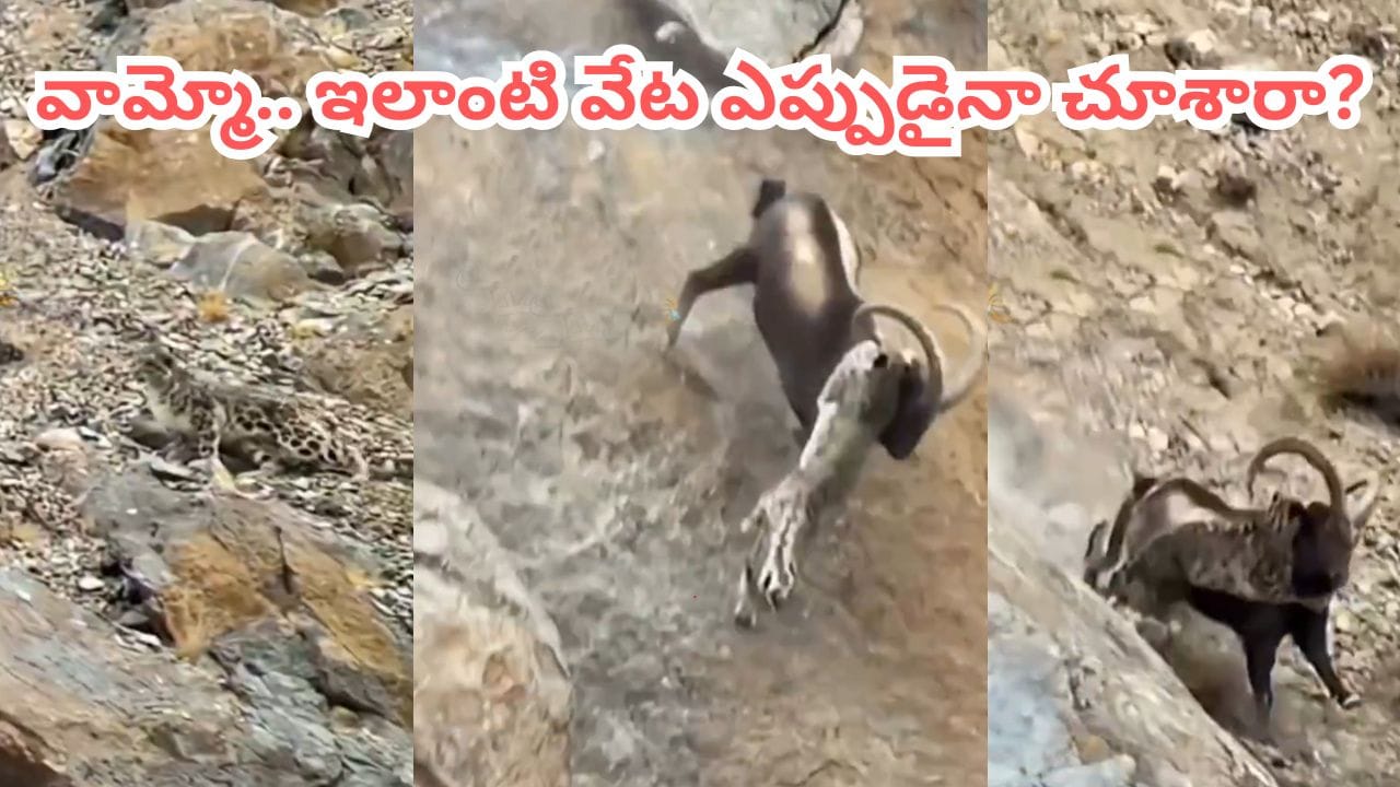 Video: చిరుతపులి vs కొండ గొర్రె.. ఇలాంటి వేట అస్సలు చూసిండరు.. వీడియోలో ఊహించని ట్విస్ట్..!