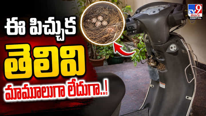 ఎండల నుంచి తప్పించుకోవడానికి పిచ్చుక మాస్టర్ ప్లాన్.. స్కూటీలోనే అన్నీ ఎండల నుంచి తప్పించుకోవడానికి పిచ్చుక మాస్టర్ ప్లాన్.. స్కూటీలోనే అన్నీ