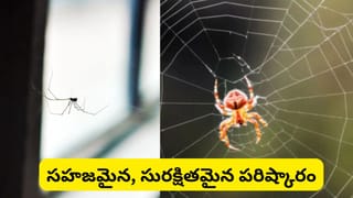 ఇంట్లో సాలీడుల బెడద ఎక్కువా? ఈ ఒక్క సహజ సువాసనతో వాటిని దూరంగా ఉంచొచ్చు!