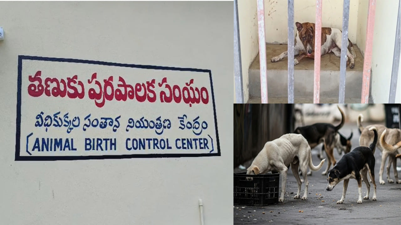 కుక్క చెవిపై ‘V’ ఆకారం మార్క్ ఉందా? అయితే దానికి ఫ్యామిలీ ప్లానింగ్ అయినట్లే!