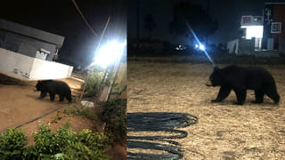 చీకటి పడితే చాలు వాడు ఊర్లోకి వచ్చేస్తాడు! బిక్కు బిక్కుమంటున్న గ్రామస్తులు..?
