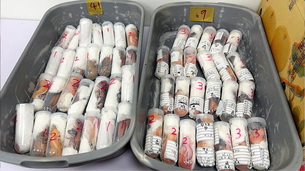 Taiwan Airport Animal Seizu