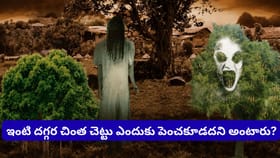 చింత చెట్టుపై దెయ్యాలు ఉంటాయా? అసలు నిజం ఏమిటి?