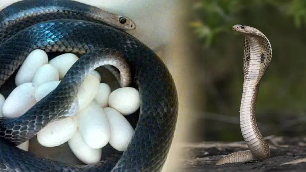 Snakes: పాముల రహస్య ప్రపంచం.. అవి పిల్లల్ని కనడం గురించి ఎవరికీ తెలియని సీక్రెట్స్ ఇవే..