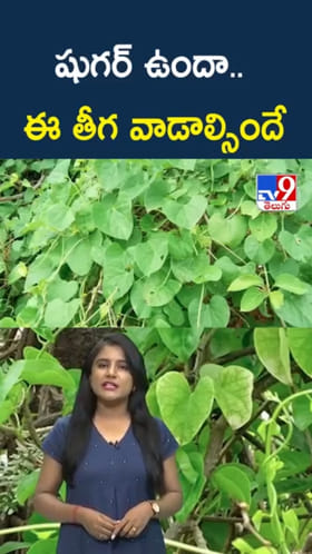 ఎంతటి షుగర్ ఉన్నా తగ్గాలంటే.. ఈ తీగ వాడాల్సిందే..
