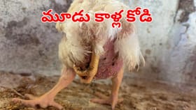 3 కాళ్లు..2 మలద్వారాలతో జన్మించిన కోడి.. ఆ జిల్లాలో అరుదైన దృశ్యం
