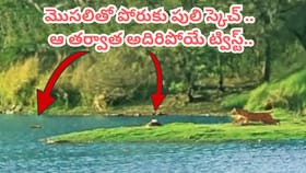 మొసలితో పెద్దపులి భీకర పోరులో ఊహించని ట్విస్ట్.. ఏం జరిగిందంటే..?