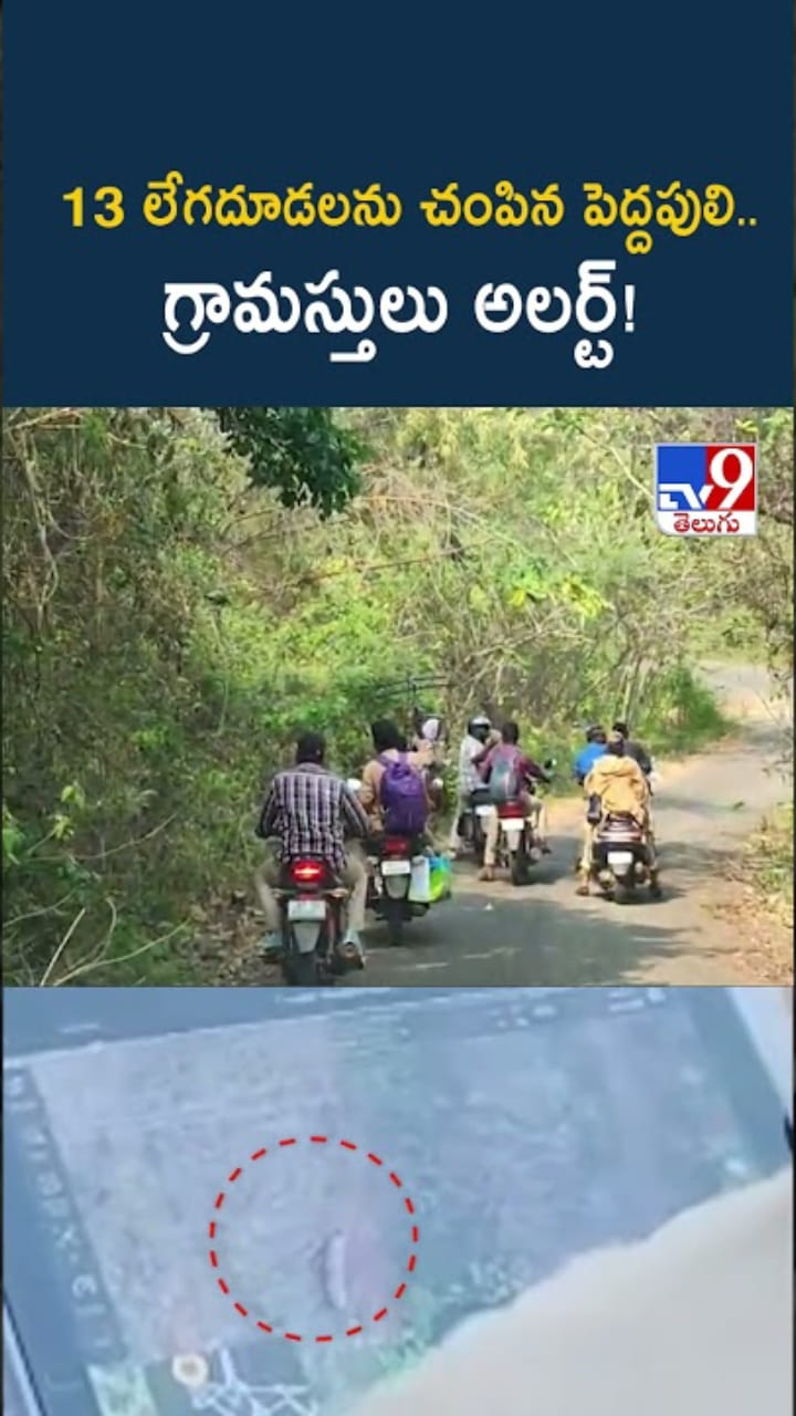పోలవరంలో పెద్దపులి కలకలం.. గ్రామస్తులు అలర్ట్!