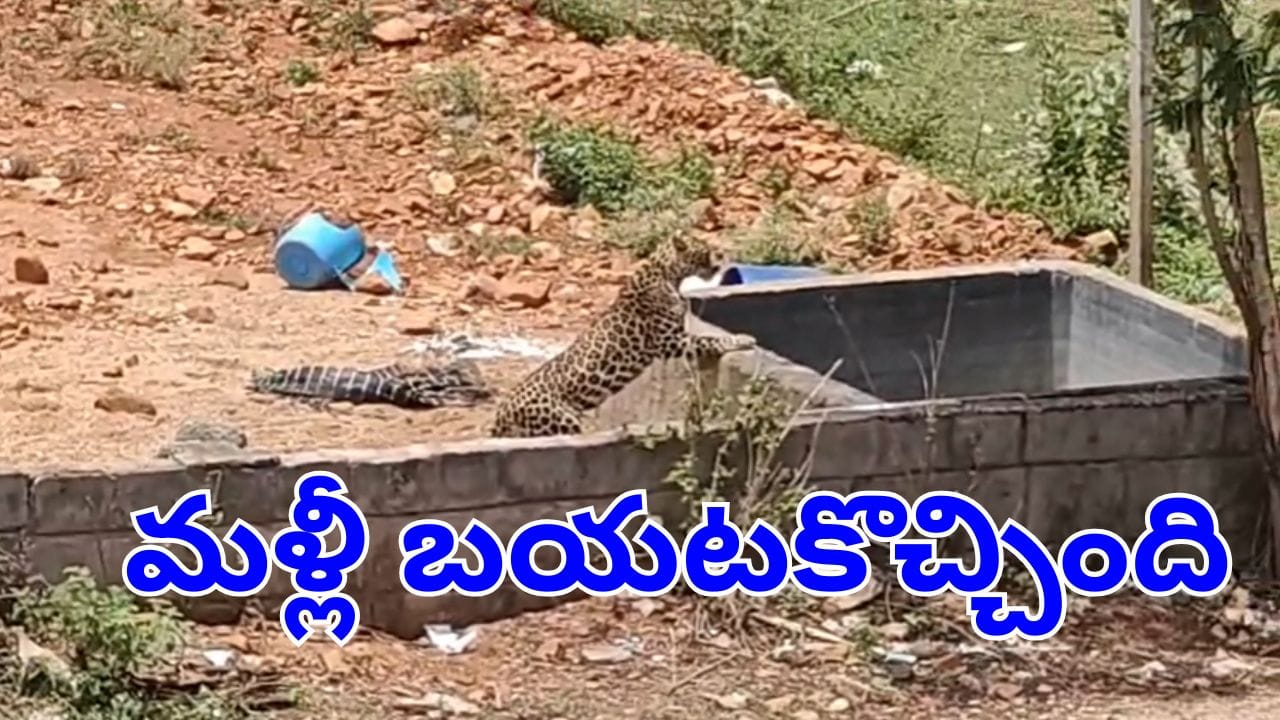 Viral Video: టెంపుల్ సిటీ తిరుపతిలో మరోసారి చిరుత సంచారం.. ఎక్కడ కనిపించిందంటే?
